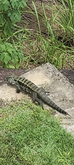 Salvator merianae