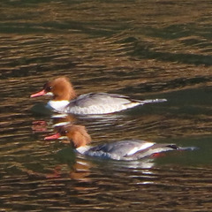 Mergus merganser