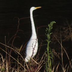 Ardea alba modesta