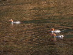 Mergus merganser
