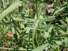 Centaurea collina