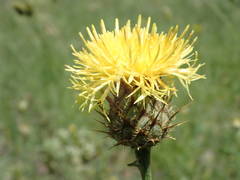 Centaurea collina