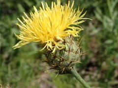 Centaurea collina