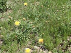Centaurea collina