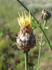 Centaurea collina
