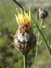 Centaurea collina