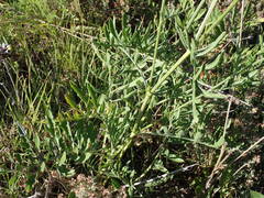 Centaurea collina
