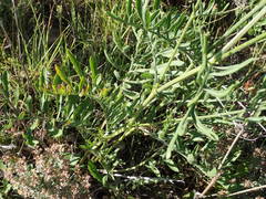 Centaurea collina