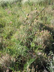 Centaurea collina