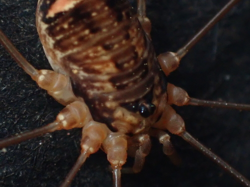 Aggregating Harvestman