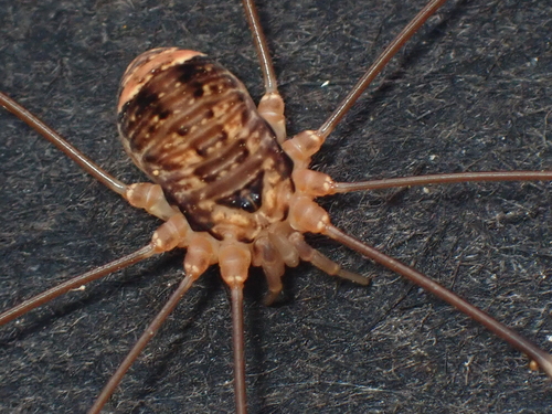 Nelima paessleri (Roewer, 1910)