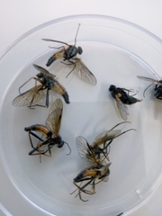 Rhagio notatus