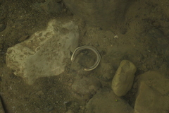 Pachyiulus krivolutskyi