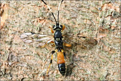 Lissosculpta