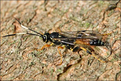 Lissosculpta