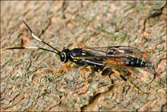 Lissosculpta
