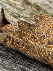 Quasipucciniastrum ochraceum