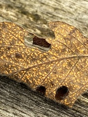 Quasipucciniastrum ochraceum