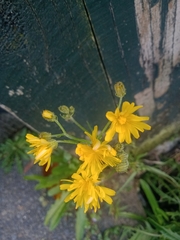Cichorieae