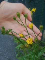 Cichorieae