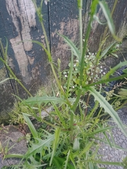 Cichorieae