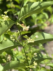 Secamone parvifolia