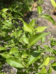 Secamone parvifolia