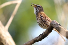 White-Browed Scrub Robin photo 5