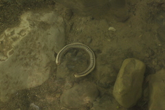 Pachyiulus krivolutskyi