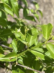 Secamone parvifolia