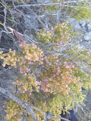Erica glabella laevis