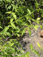 Secamone parvifolia