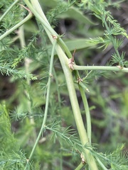 Asparagus nodulosus
