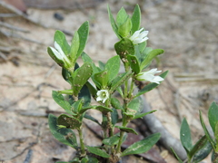 Orianthera pusilla