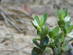 Orianthera pusilla