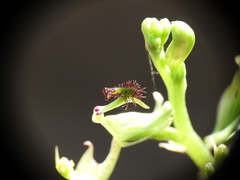 Arthrochilus irritabilis