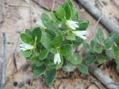 Orianthera pusilla