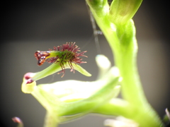 Arthrochilus irritabilis