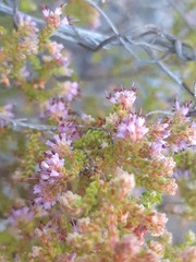 Erica glabella laevis