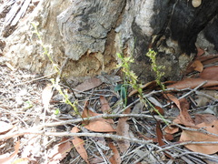 Arthrochilus irritabilis