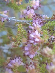 Erica glabella laevis