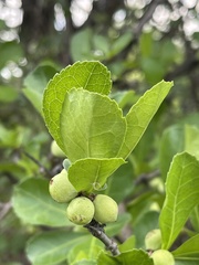 Commiphora glandulosa