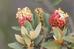 Byrsonima variabilis