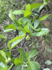Commiphora glandulosa