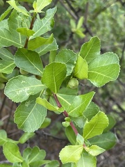 Commiphora glandulosa