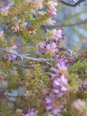 Erica glabella laevis