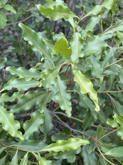 Euclea divinorum