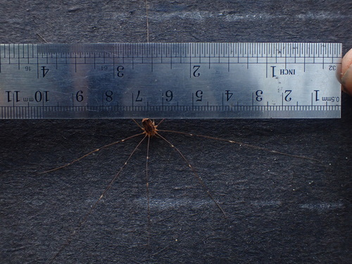Aggregating Harvestman