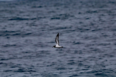 Pterodroma leucoptera