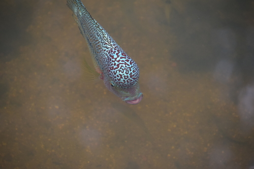 Amphilophus labiatus